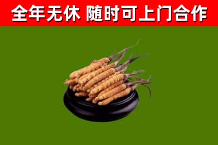 景宁县回收冬虫夏草